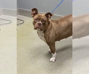 Bulldog-Unknown Mix Dogs for adoption in Las Vegas, NV, USA