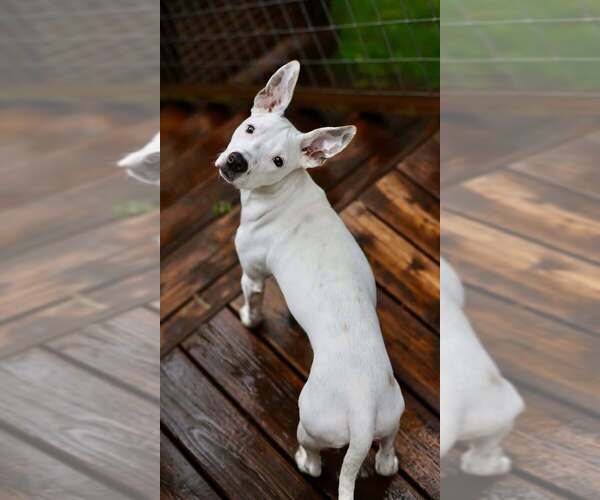 Medium Photo #5 Mutt Puppy For Sale in New York, NY, USA