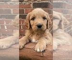 Small #3 Goldendoodle