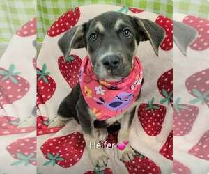 Shepweiller Dogs for adoption in SHERBURNE, NY, USA