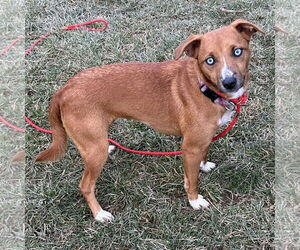 Pupcup - Female Mutt Dog for Adoption - Photo #2