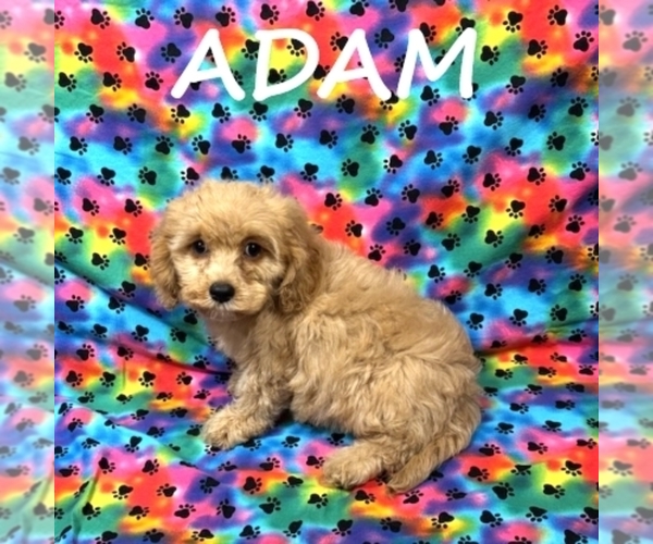 Medium Photo #2 Cock-A-Poo Puppy For Sale in HARTLAND, MN, USA