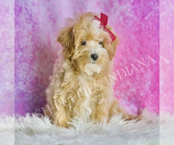 Medium Photo #49 Maltipoo (Miniature) Puppy For Sale in WARSAW, IN, USA