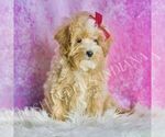Small Photo #49 Maltipoo (Miniature) Puppy For Sale in WARSAW, IN, USA