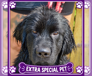 Mutt Dogs for adoption in Huntley, IL, USA