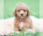 Small Photo #42 Maltipoo (Miniature) Puppy For Sale in WARSAW, IN, USA