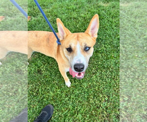 Medium Photo #10 Huskies -Unknown Mix Puppy For Sale in Pierceton , IN, USA