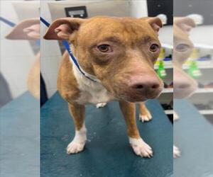 Bulldog-Unknown Mix Dogs for adoption in Mobile, AL, USA