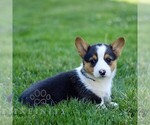 Small #2 Pembroke Welsh Corgi