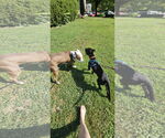 Small #5 American Staffordshire Terrier Mix