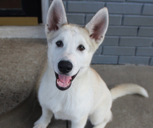 German Shepherd Dog-Siberian Husky Mix Puppy for sale in WASHINGTON, NC, USA