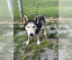 Mother of the Samoyed-Siberian Husky Mix puppies born on 05/07/2025