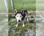Small Photo #1 Samoyed-Siberian Husky Mix Puppy For Sale in GAP, PA, USA