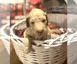 Small Photo #9 Goldendoodle Puppy For Sale in FRANKLINTON, LA, USA