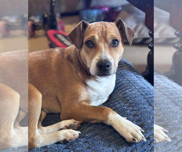 Medium Photo #6 Doxle Puppy For Sale in Oakhurst, NJ, USA