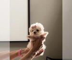 Small #4 Maltese