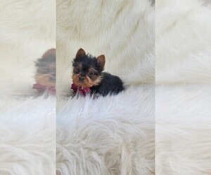 Yorkshire Terrier Puppy for sale in INDIANAPOLIS, IN, USA