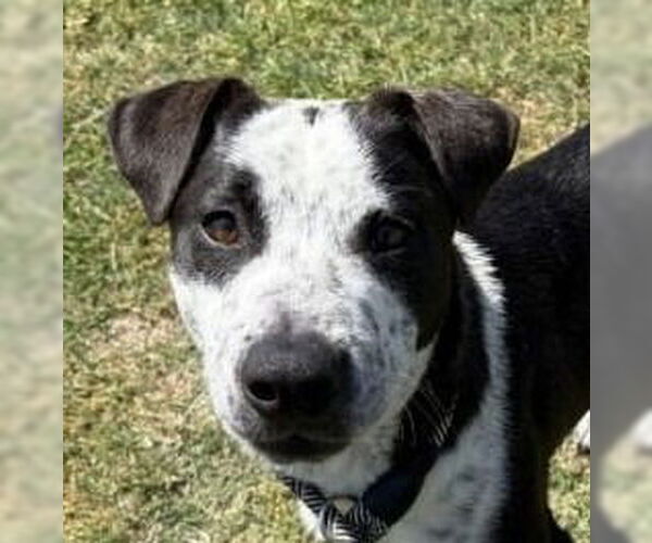 Medium Photo #1 Mutt Puppy For Sale in Canton, CT, USA