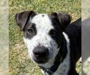 Mutt Dogs for adoption in Canton, CT, USA