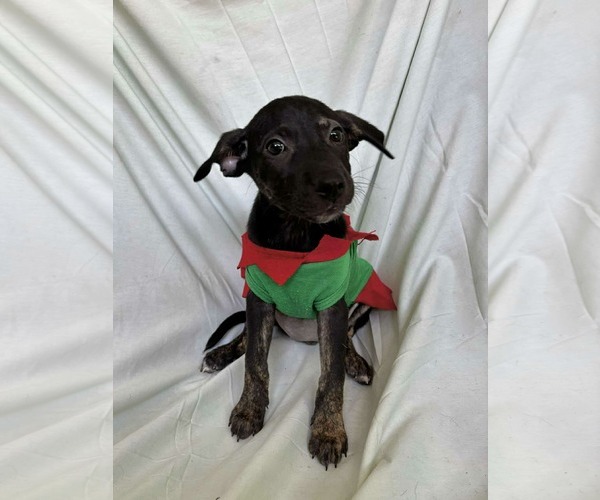 Medium Photo #3 Labrador Retriever-Unknown Mix Puppy For Sale in NYC, NY, USA