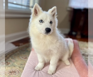 Pomsky-Siberian Husky Mix Puppy for sale in WINDERMERE, FL, USA