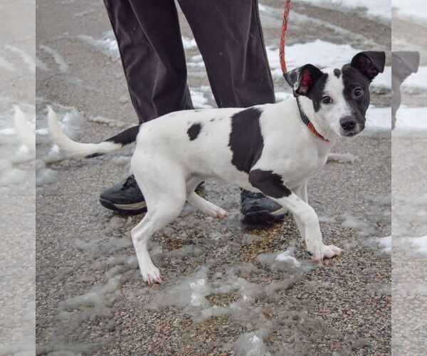 Medium Photo #3 Jack-Rat Terrier Puppy For Sale in Huntley, IL, USA