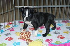 Small Photo #2 Boston Terrier Puppy For Sale in ORO VALLEY, AZ, USA