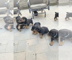 Small Photo #22 Rottweiler Puppy For Sale in FREEPORT, NY, USA
