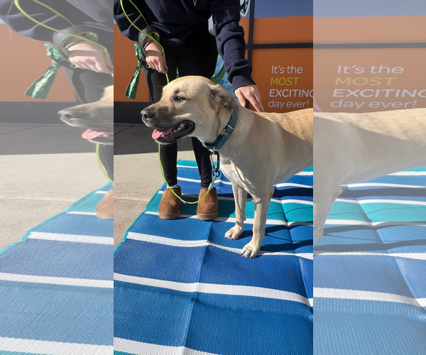 Medium Photo #2 Labrador Retriever-Unknown Mix Puppy For Sale in Chandler, AZ, USA