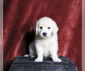 English Cream Golden Retriever Puppy for sale in FREDERICKSBG, OH, USA