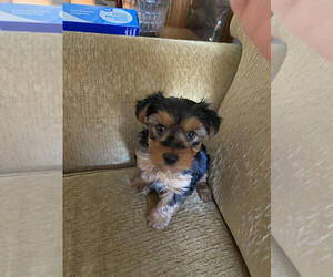 Yorkshire Terrier Puppy for sale in MOUNT CLEMENS, MI, USA