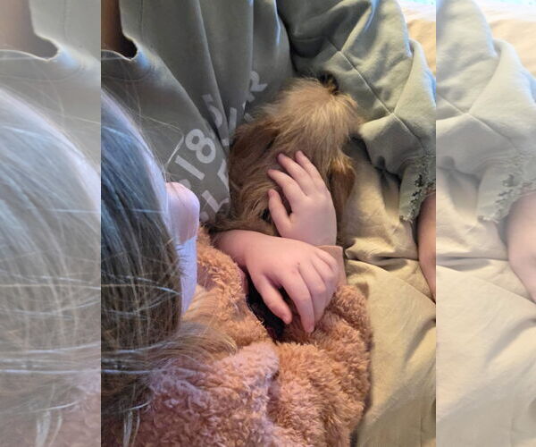 Medium Photo #5 Chihuahua-Unknown Mix Puppy For Sale in New London, WI, USA