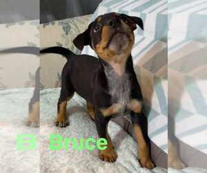 Chipin Dogs for adoption in Sheboygan, WI, USA