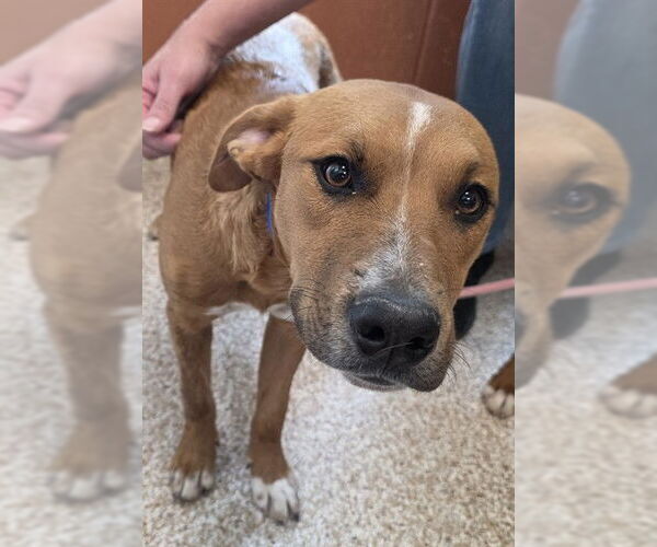 Medium Photo #1 Boxer-Unknown Mix Puppy For Sale in Pueblo, CO, USA