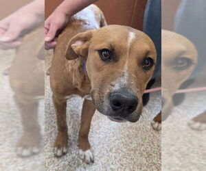 Boxer-Unknown Mix Dogs for adoption in Pueblo, CO, USA