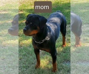 Mother of the Rottweiler puppies born on 08/02/2022