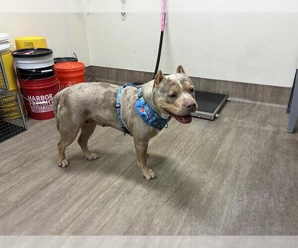 Medium Photo #1 American Pit Bull Terrier Puppy For Sale in Pasadena, CA, USA