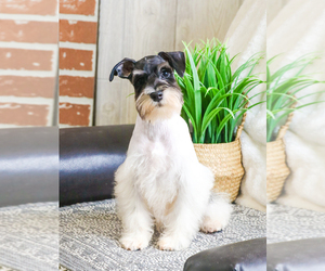 Doberman Pinscher Puppy for sale in SYRACUSE, IN, USA