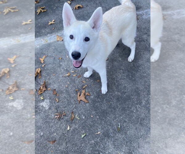 Medium Photo #1 Siberian Husky-Unknown Mix Puppy For Sale in Elmsford, NY, USA