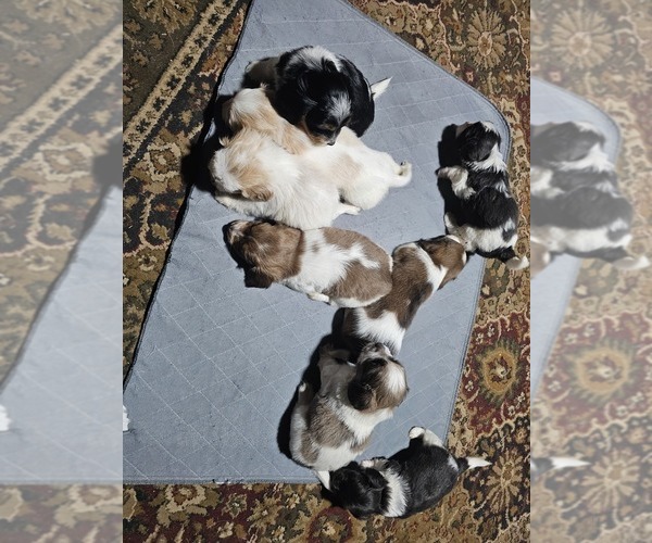 Medium Photo #2 Schweenie Puppy For Sale in BOWLING GREEN, KY, USA