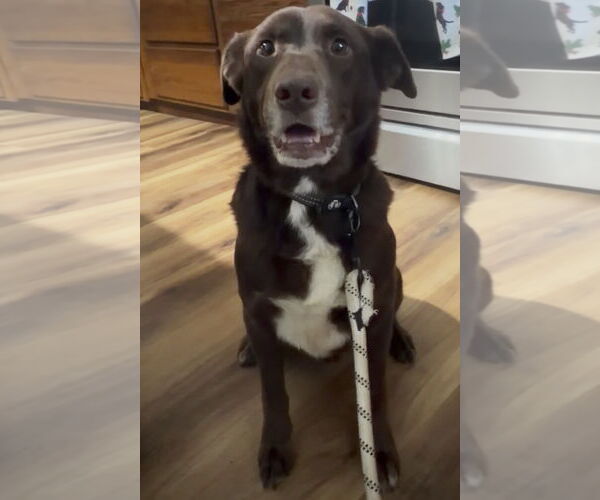 Medium Photo #6 - Mix Puppy For Sale in Newfoundland, PA, USA