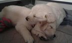 Small Photo #3 Golden Retriever Puppy For Sale in LIVONIA, MI, USA
