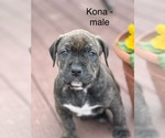 Small #10 American Bully