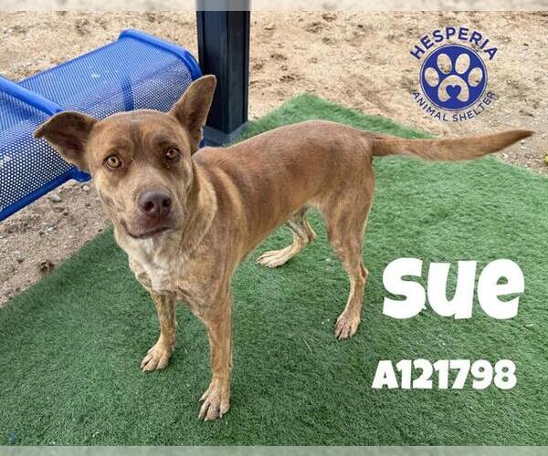 Medium Photo #1 Mutt Puppy For Sale in HESPERIA, CA, USA