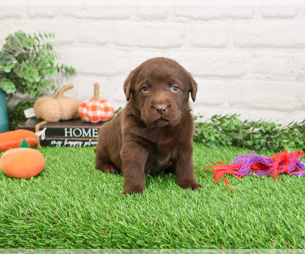Medium Photo #1 Labrador Retriever Puppy For Sale in SYRACUSE, IN, USA