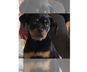 Medium Rottweiler