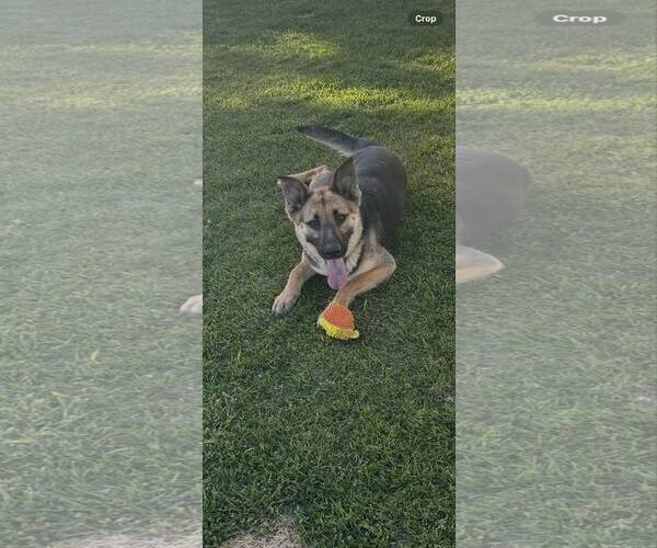 Medium Photo #2 German Shepherd Dog Puppy For Sale in Modesto, CA, USA