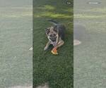 Small #1 German Shepherd Dog