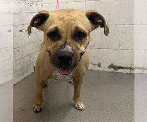 Mutt Dogs for adoption in San Bernardino, CA, USA