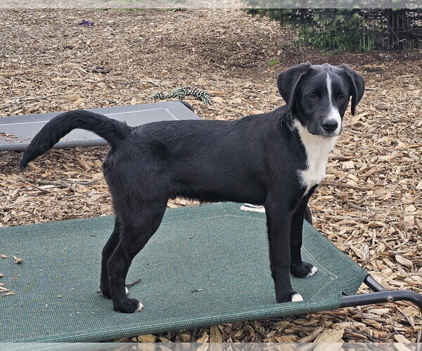 Medium Photo #6 Labrador Retriever Puppy For Sale in Bloomingdale, NJ, USA